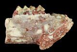 Oreodont (Merycoidodon) Jaw Section - South Dakota #146169-3